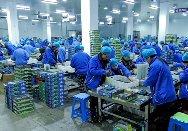 detail of Heyun Blueberry Processing