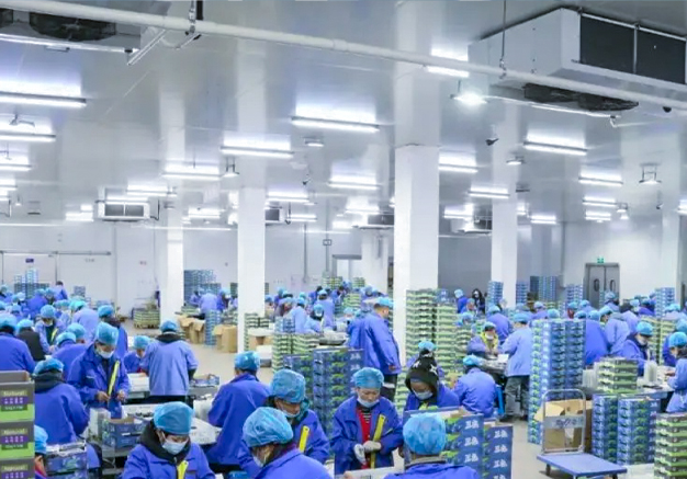 detail of Heyun Blueberry Processing